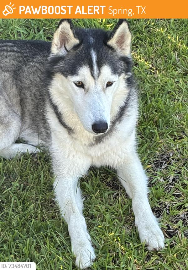 Found/Stray Female Dog last seen Breckinridge heights ln, Spring, TX 77373