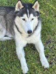 Found/Stray Female Dog last seen Breckinridge heights ln, Spring, TX 77373