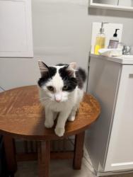 Found/Stray Male Cat last seen Anything Auto in Gravois Ave, St. Louis, MO 63118