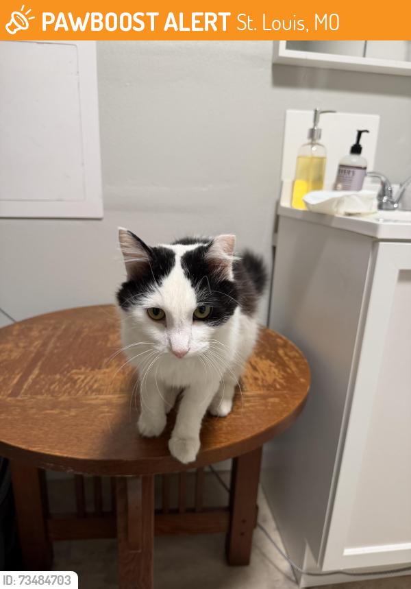 Found/Stray Male Cat last seen Anything Auto in Gravois Ave, St. Louis, MO 63118