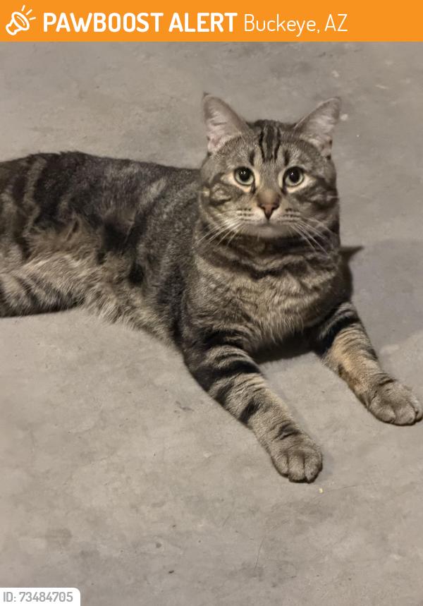 Found/Stray Unknown Cat last seen West crown king rd, lower buckeye, Buckeye, AZ 85326