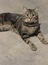 Found/Stray Unknown Cat last seen West crown king rd, lower buckeye, Buckeye, AZ 85326
