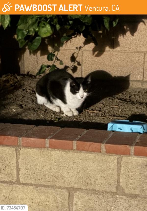 Found/Stray Unknown Cat last seen Ramille, Ventura, CA 93003