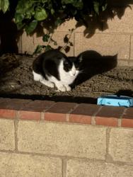 Found/Stray Unknown Cat last seen Ramille, Ventura, CA 93003