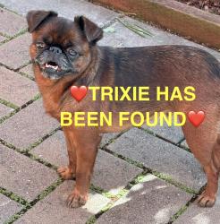Reunited Female Dog last seen Pillar Point Harbor, El Granada, CA 94019
