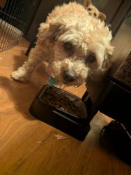 Reunited Female Dog last seen Citrus / Redlands, Perris, CA 92571