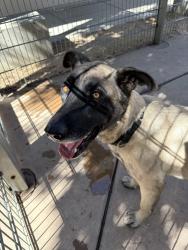 Lost Male Dog last seen Sun city in lincoln, Lincoln, CA 95648