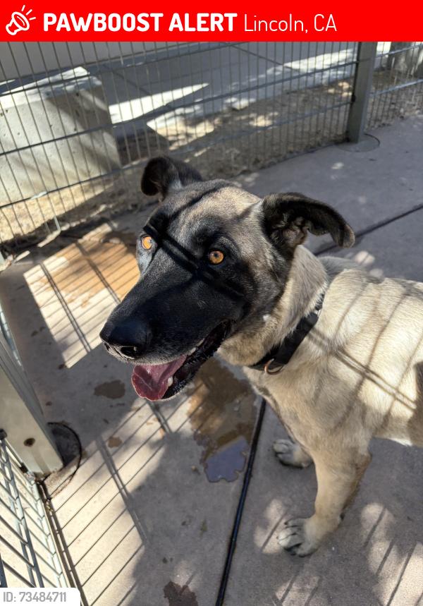 Lost Male Dog last seen Sun city in lincoln, Lincoln, CA 95648