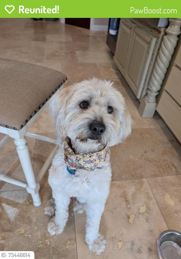 Reunited Male Dog last seen County 15th and 4e, Yuma County, AZ 85365
