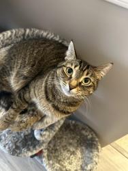 Lost Female Cat last seen Prospect st dearborn mi, Dearborn, MI 48126