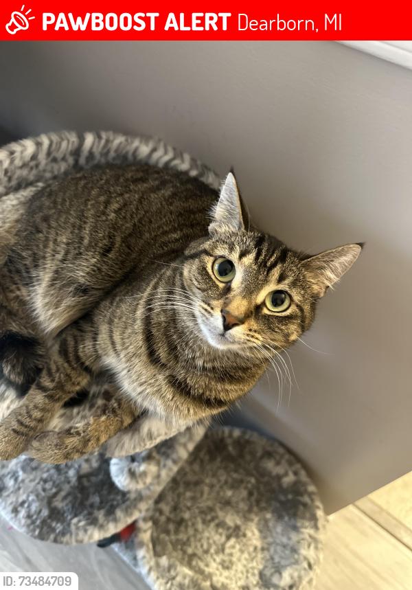 Lost Female Cat last seen Prospect st dearborn mi, Dearborn, MI 48126