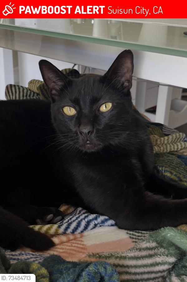 Lost Male Cat last seen Railroad ave & Sunset, Suisun City, CA 94585
