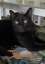 Lost Male Cat last seen Railroad ave & Sunset, Suisun City, CA 94585