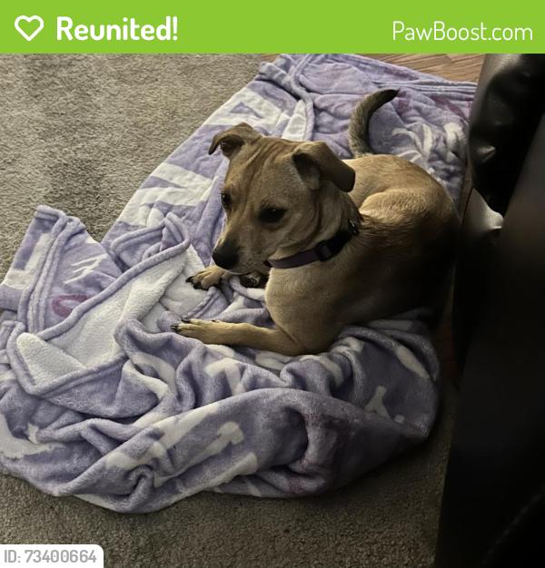Reunited Female Dog last seen Stephanie Street and Warm Springs, Henderson, NV 89014