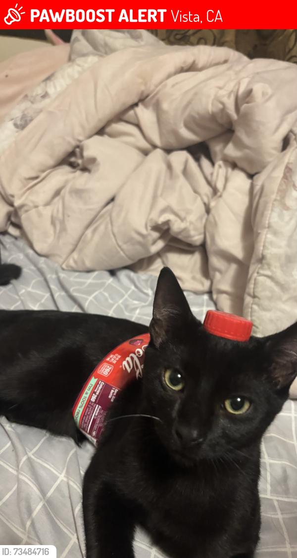 Lost Male Cat last seen Luz Durán park, Vista, CA 92084