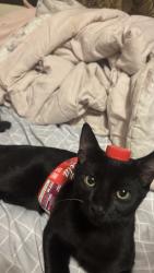 Lost Male Cat last seen Luz Durán park, Vista, CA 92084