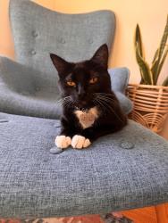 Lost Female Cat last seen Governor’s Village, Chapel Hill, NC 27517