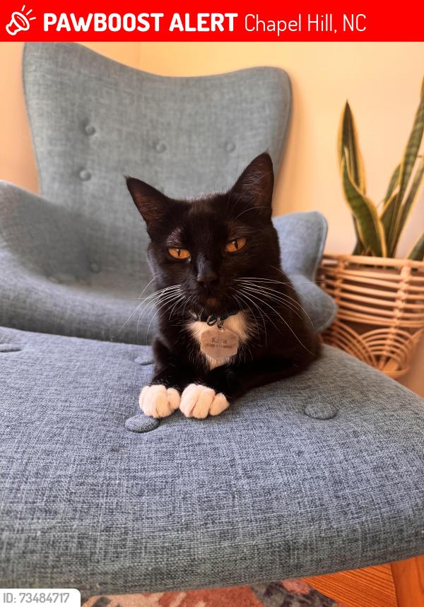 Lost Female Cat last seen Governor’s Village, Chapel Hill, NC 27517