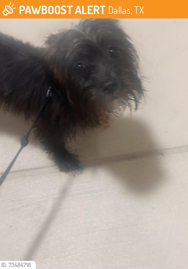 Found/Stray Male Dog last seen Dallas Parkway, Dallas, TX 75287