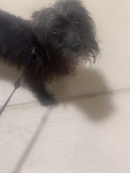 Found/Stray Male Dog last seen Dallas Parkway, Dallas, TX 75287