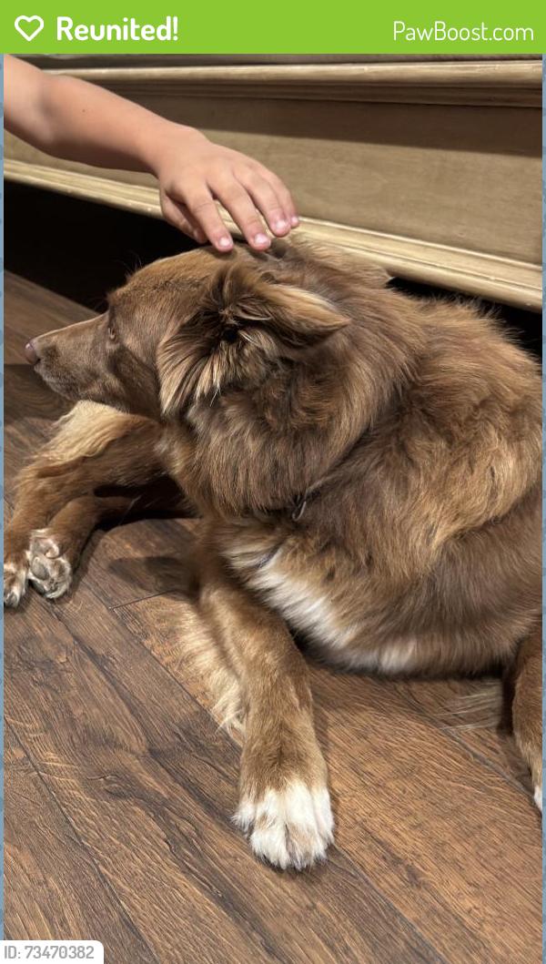 Reunited Female Dog last seen Telegraph and Lakewood, Downey, CA 90240