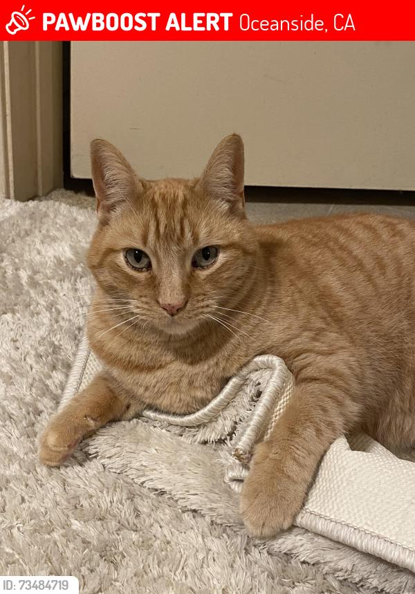 Lost Male Cat last seen Darwin, Oceanside, CA 92056