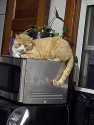 Lost Male Cat last seen 27th and J Streets, Lincoln, NE, Lincoln, NE 68510