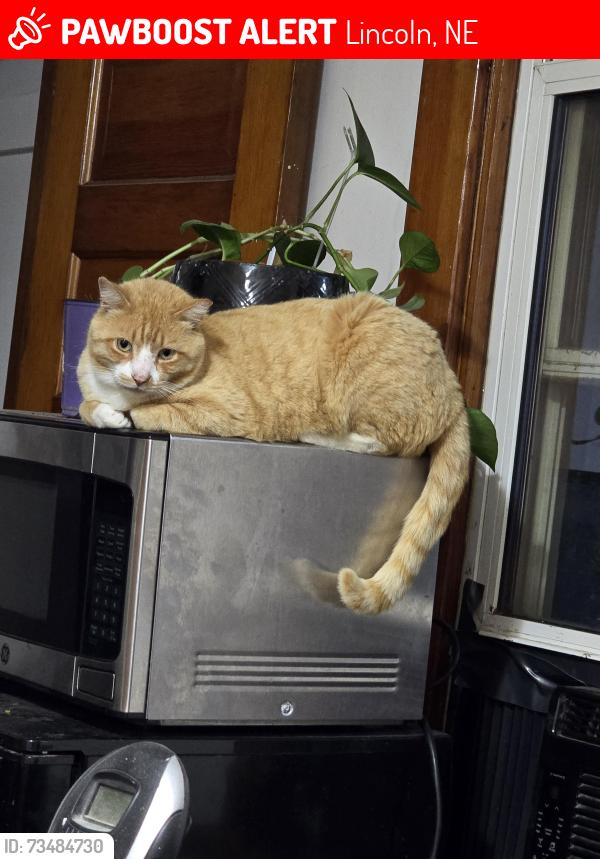 Lost Male Cat last seen 27th and J Streets, Lincoln, NE, Lincoln, NE 68510