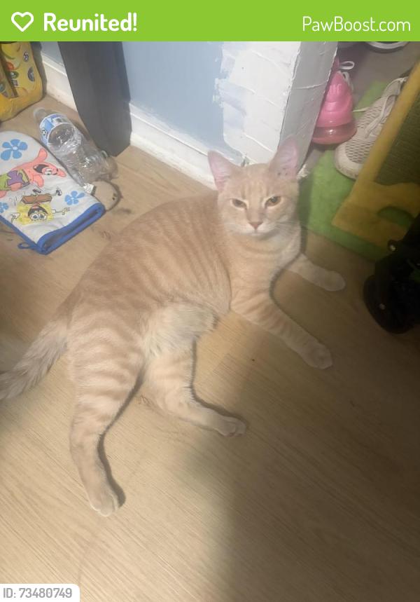 Reunited Female Cat last seen Ridgeland and 32nd street Berwyn Il, Berwyn, IL 60402
