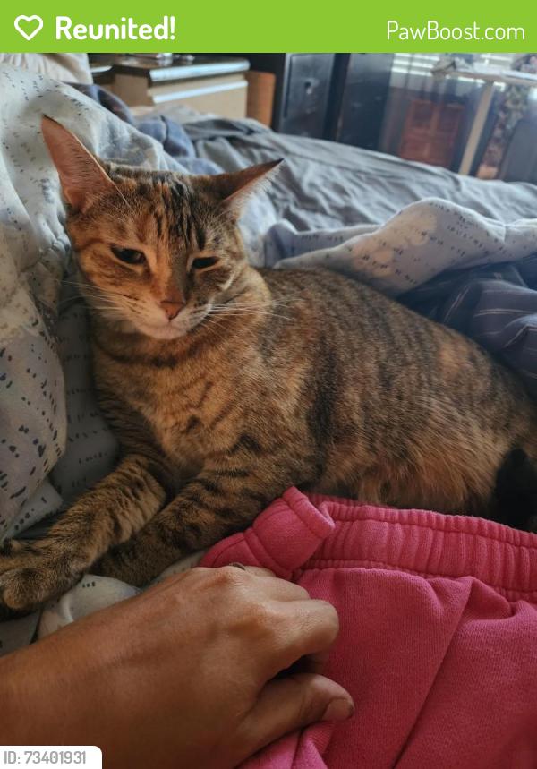 Reunited Female Cat last seen 35hwy, San Antonio, TX 78233