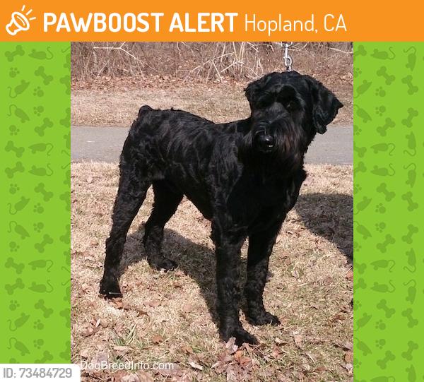 Found/Stray Unknown Dog last seen McDowell Valley & Buckman, Hopland, CA 95449