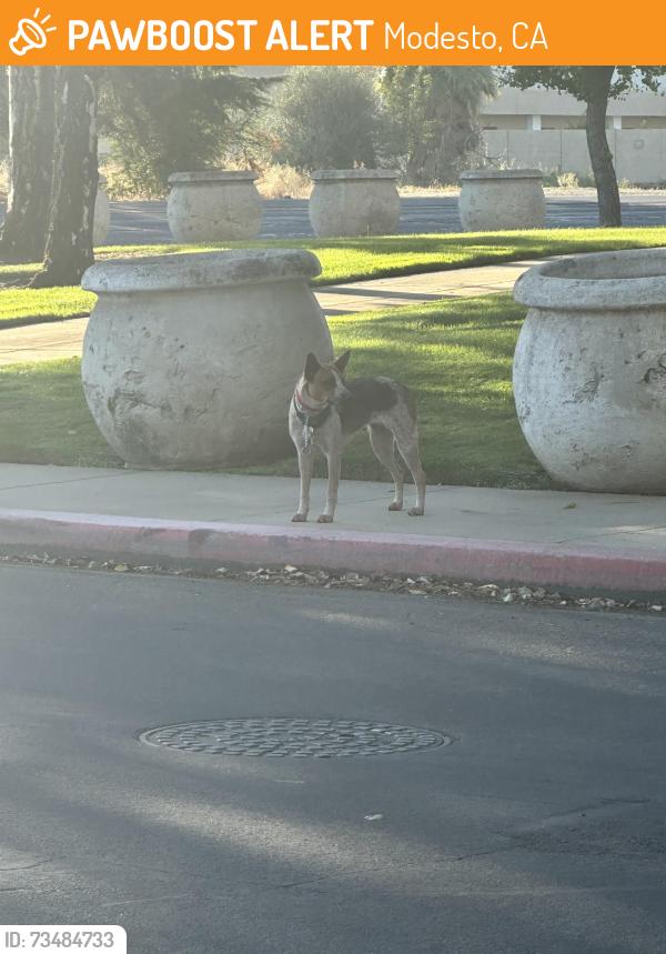 Found/Stray Unknown Dog last seen Oakdale Rd, Modesto, CA 95357