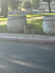 Found/Stray Unknown Dog last seen Oakdale Rd, Modesto, CA 95357