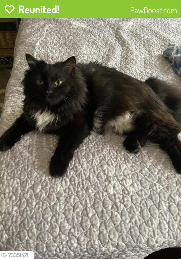 Reunited Female Cat last seen Near W Martin Drive off of Highland Blvd, Milwaukee, WI 53208