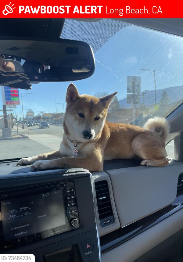 Lost Female Dog last seen California and Marshall, Long Beach, CA 90807