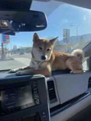 Lost Female Dog last seen California and Marshall, Long Beach, CA 90807