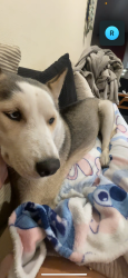 Reunited Female Dog last seen Near Pearblossom Hwy, Llano, CA 93544, Llano, CA 93544