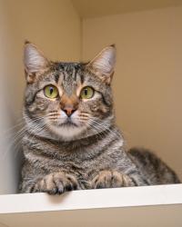 Shelter Stray Female Cat last seen Near Kingsbrook Blvd, Decatur, GA 30034, 30034, GA, 3280 Chamblee Dunwoody Rd, Chamblee, GA 30341, USA