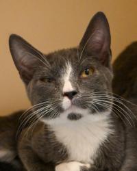 Shelter Stray Male Cat last seen , , GA, 3280 Chamblee Dunwoody Rd, Chamblee, GA 30341, USA