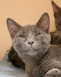 Shelter Stray Female Cat last seen , , GA, 3280 Chamblee Dunwoody Rd, Chamblee, GA 30341, USA