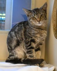 Shelter Stray Male Cat last seen Near Rockbridge Road, Stone Mountain, GA, 30083, 30083, GA, 3280 Chamblee Dunwoody Rd, Chamblee, GA 30341, USA