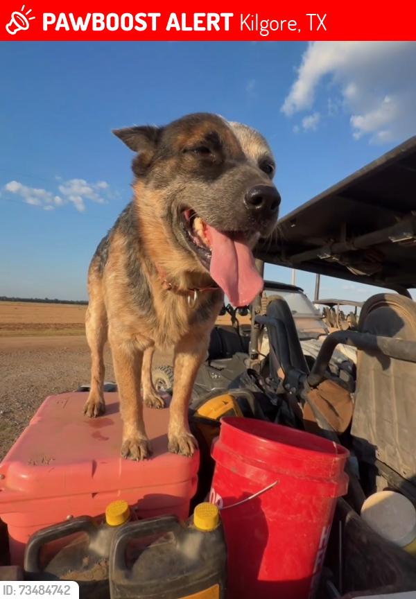 Lost Male Dog last seen County road 2016 ivanhoe tx, Kilgore, TX 75662