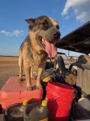 Lost Male Dog last seen County road 2016 ivanhoe tx, Kilgore, TX 75662