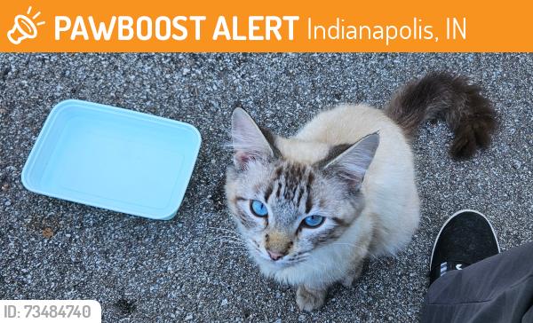 Found/Stray Male Cat last seen Brookhaven apmts, Indianapolis, IN 46226