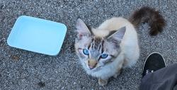 Found/Stray Male Cat last seen Brookhaven apmts, Indianapolis, IN 46226