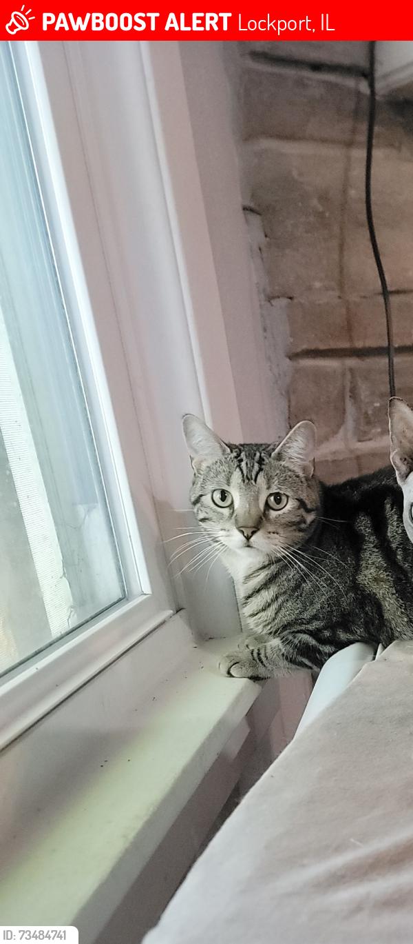 Lost Female Cat last seen Dellwood park, Lockport, IL 60441
