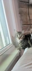 Lost Female Cat last seen Dellwood park, Lockport, IL 60441