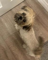 Found/Stray Male Dog last seen Haven Avenue and Lemon Avenue by 210 Freeway Walgreens, Rancho Cucamonga, CA 91730