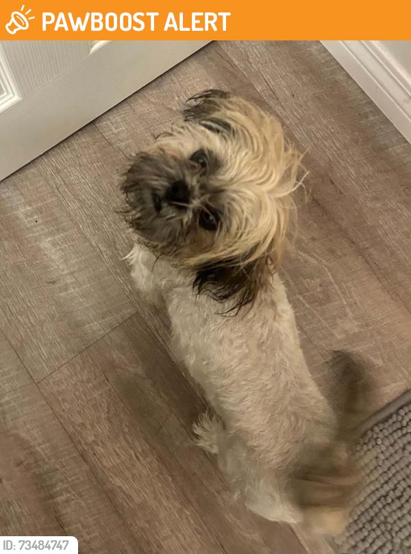 Found/Stray Male Dog last seen Haven Avenue and Lemon Avenue by 210 Freeway Walgreens, Rancho Cucamonga, CA 91730