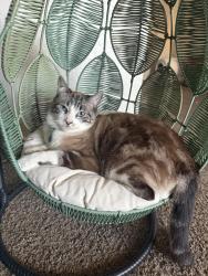 Reunited Male Cat last seen 7/11 Kiefer Blvd, Sacramento, CA 95826
